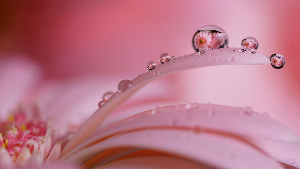 Gota de agua en pétalo rosa de flor con reflejo de flor, fondo difuminado