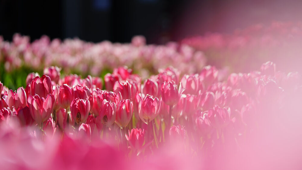 Tulipanes rosados vibrantes en un campo bajo luz solar, enfoque suave en el primer plano, fondo desenfocado.
