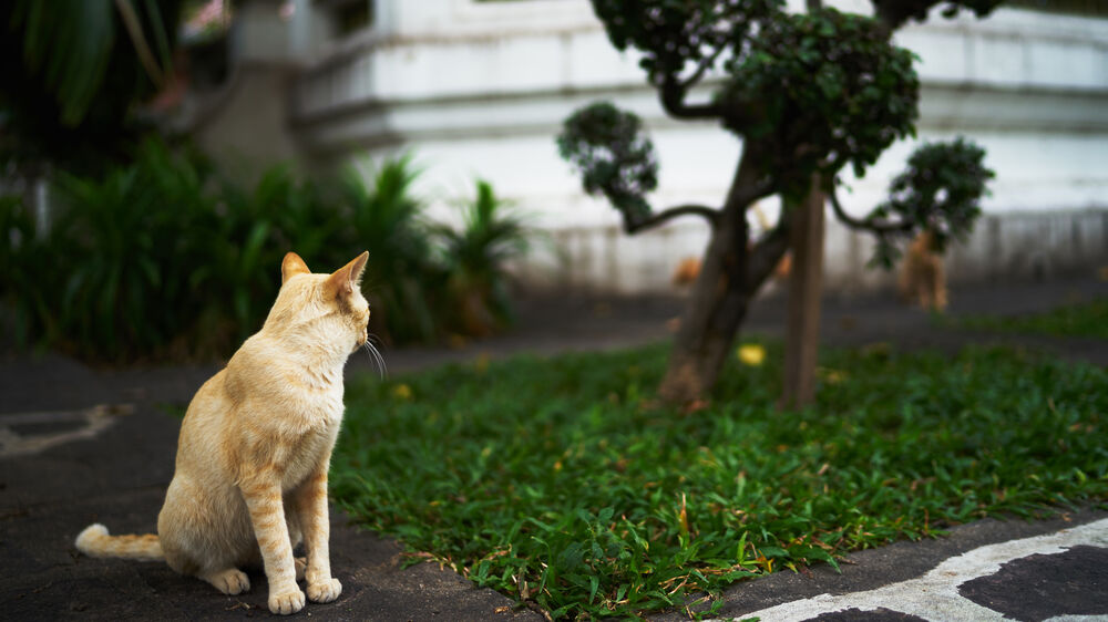 Gato atigrado naranja sentado de perfil en acera, con árbol bonsai y edificio al fondo.