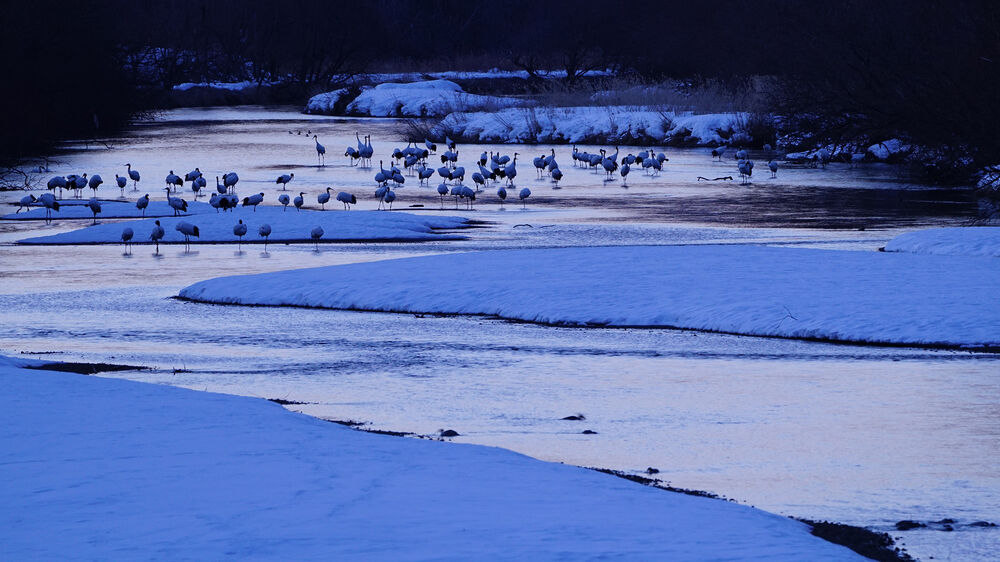 Grullas en río helado cubierto de nieve, luz tenue del alba.