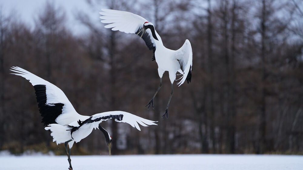 Dos grullas de corona roja en vuelo sobre nieve, plumaje blanco y negro, fondo de árboles secos.