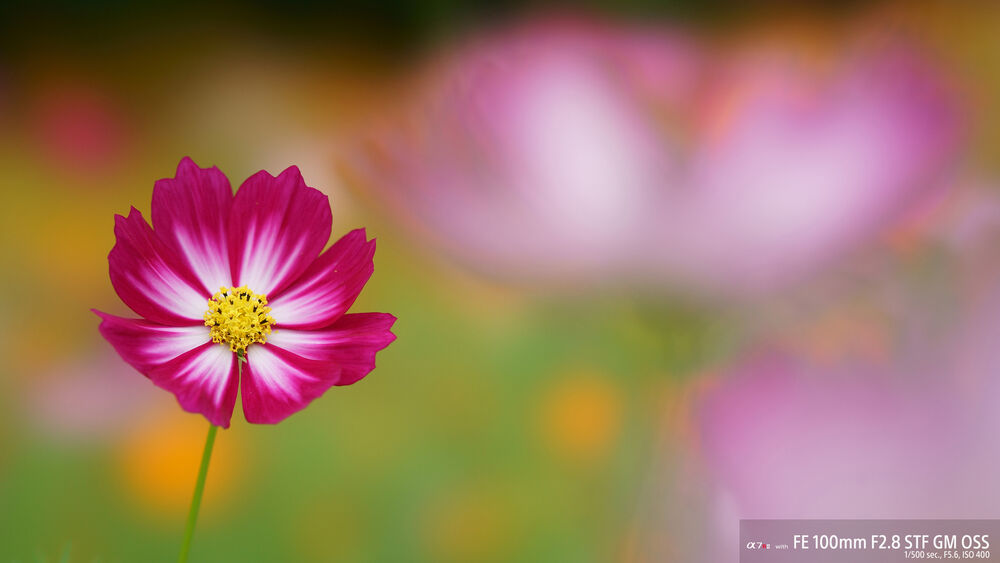 Flor de cosmos rosa y blanca con centro amarillo sobre fondo verde y rosa borroso.