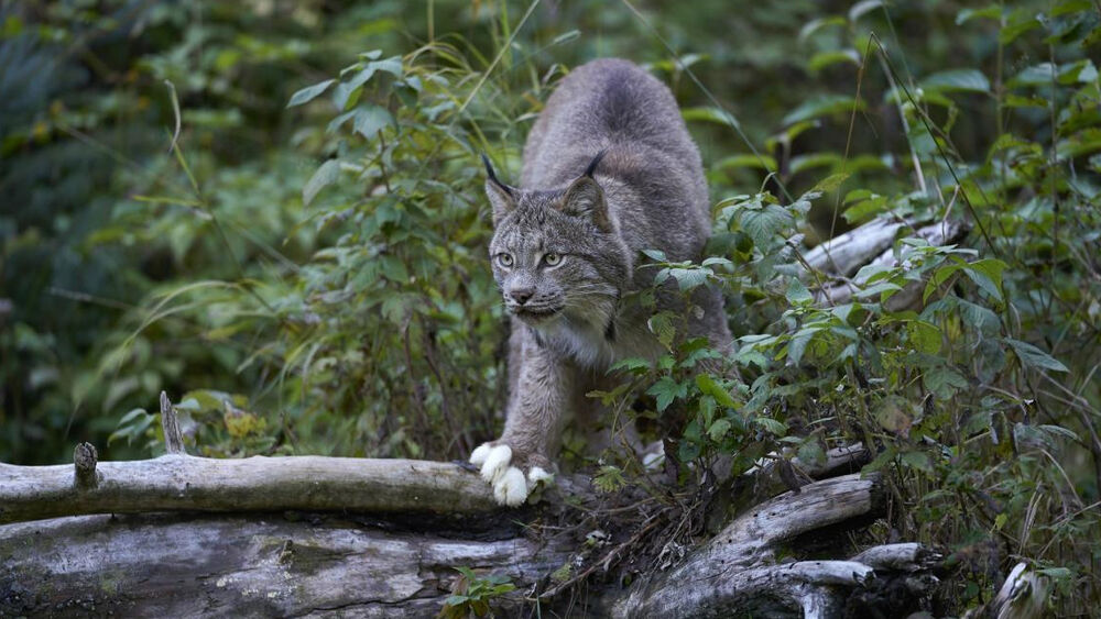 Lince gris con patas blancas sobre troncos en bosque exuberante.