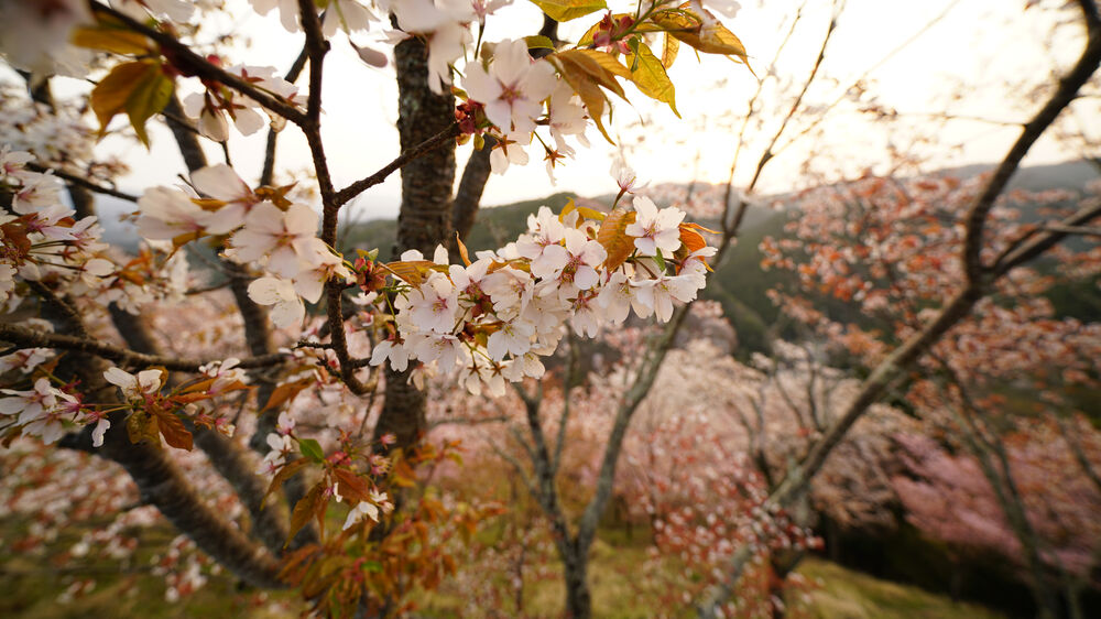 Primer plano de rama de cerezo en flor blanca con fondo de colina y árboles rosados