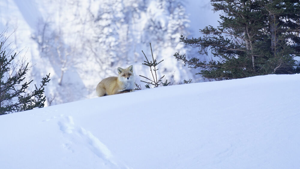 Zorro rojo descansando en la nieve con árboles nevados de fondo, vista frontal.