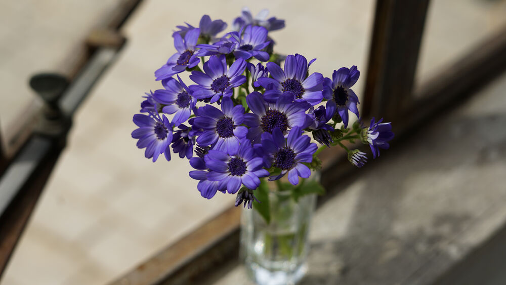 Ramo de flores azules vibrantes en jarrón de cristal transparente, con fondo desenfocado de metal y hormigón.