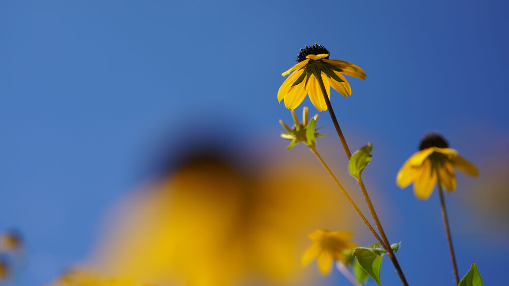 Flor amarilla de pétalos finos con centro oscuro, fondo azul cielo desenfocado.