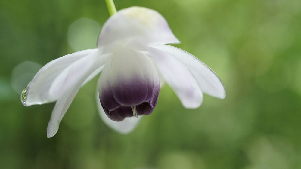 Flor blanca y morada con gota de agua, fondo verde desenfocado, macro.