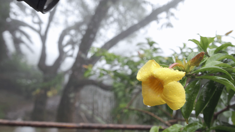 Lente macro FUJIFILM GF 120mm f/4 con flor amarilla mojada y fondo brumoso